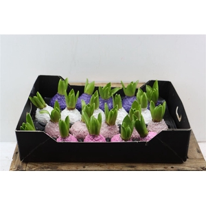 Wax Hyacinth Korrel Mix Pastel