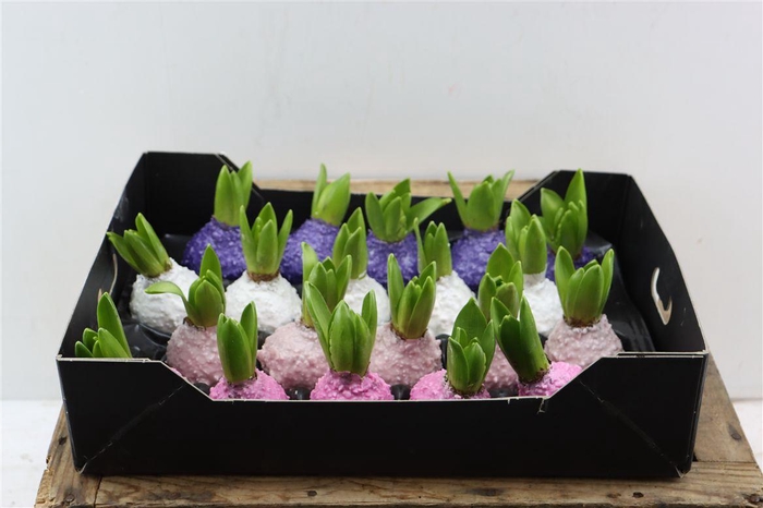 <h4>Wax Hyacinth Korrel Mix Pastel</h4>