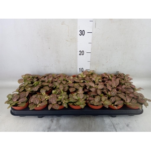 Fittonia verschaf. 'Red Angel'