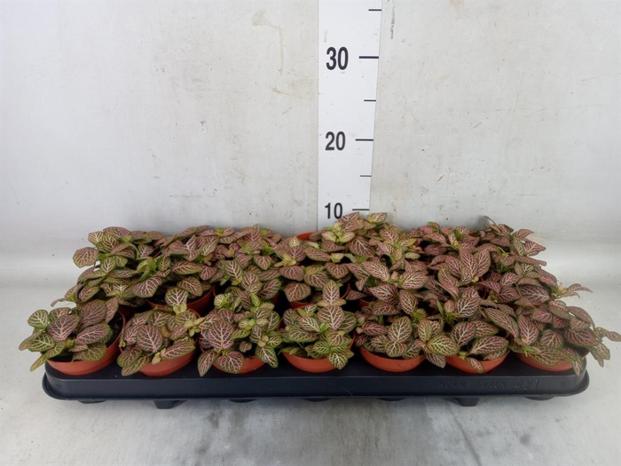 <h4>Fittonia verschaf. 'Red Angel'</h4>