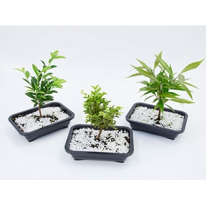 BONSAI FRUTA VASO PLASTICO 1.1L