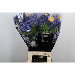 Agapanthus FU 'Atlantic Ocean'