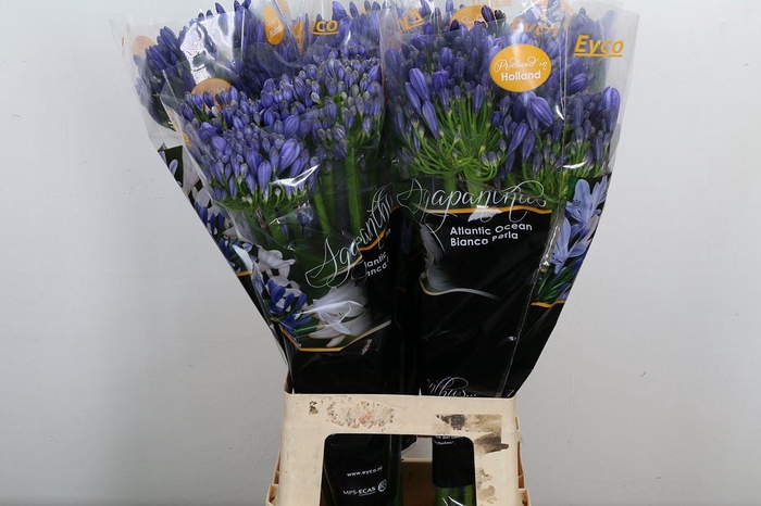 <h4>Agapanthus FU 'Atlantic Ocean'</h4>