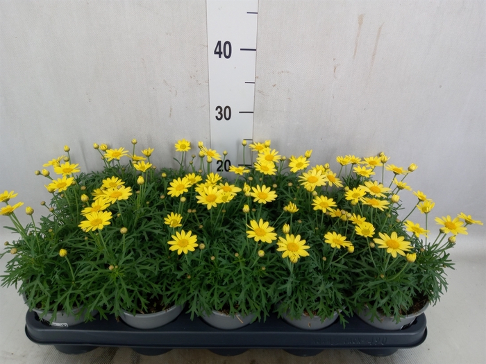 <h4>Argyranthemum  'Madeira Crest Yell'</h4>