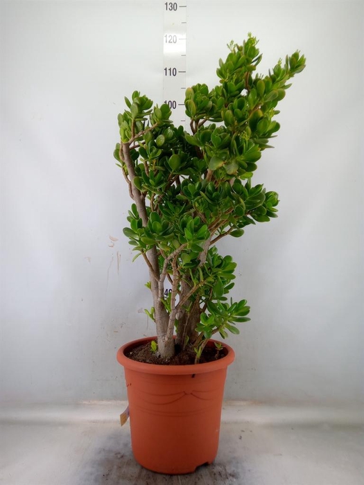<h4>Crassula ovata</h4>