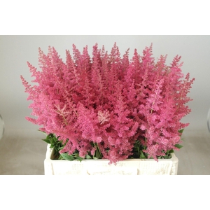 ASTIL AR ELSE SCHLUC