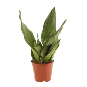 Sansevieria Moonshine 12 cm A2