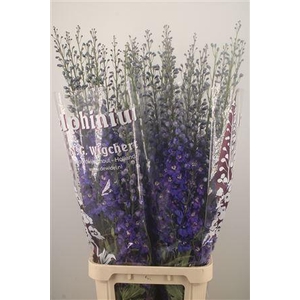 Delph El Dewi Blue Star