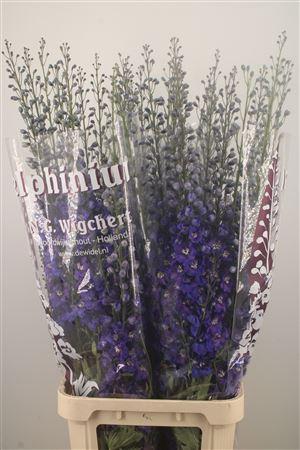 <h4>Delph El Dewi Blue Star</h4>