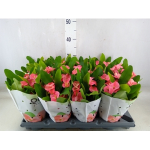 Euphorbia milii   ...