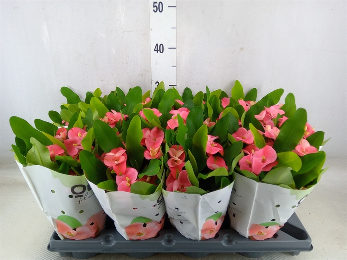 <h4>Euphorbia milii   ...</h4>