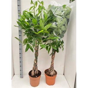 Pachira Aquatica