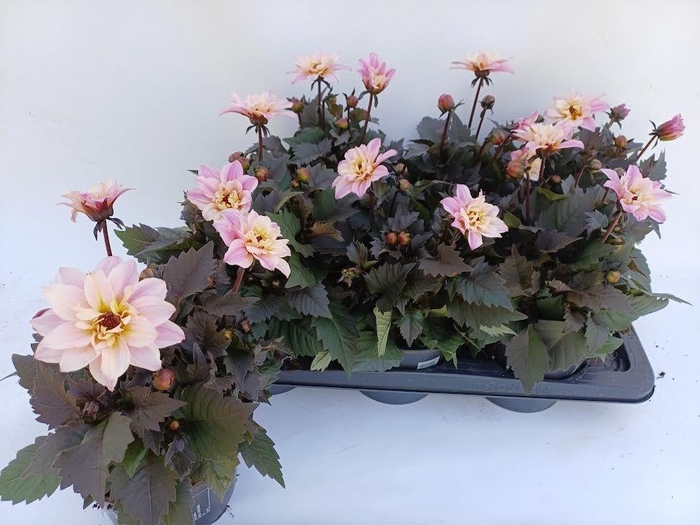 <h4>DAHLIA HYP LAVENDER</h4>