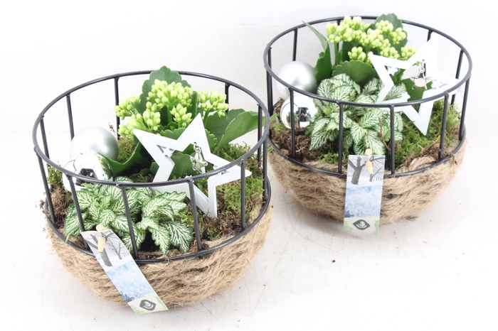 <h4>arr2 JS - Gaasmand frame  338/4</h4>