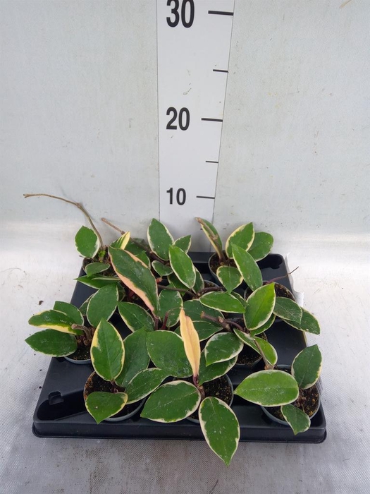 <h4>Hoya australis</h4>