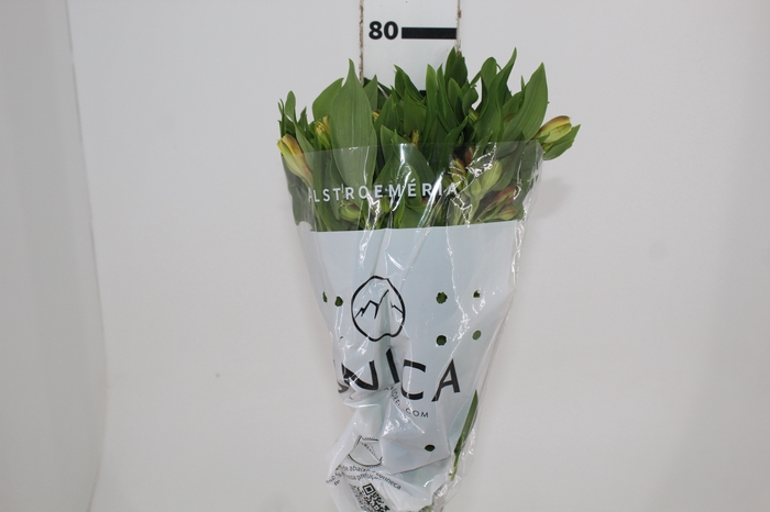<h4>ALSTROEMERIA ALOHA 080 CM</h4>