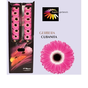 Gerbera aquabox cubanita