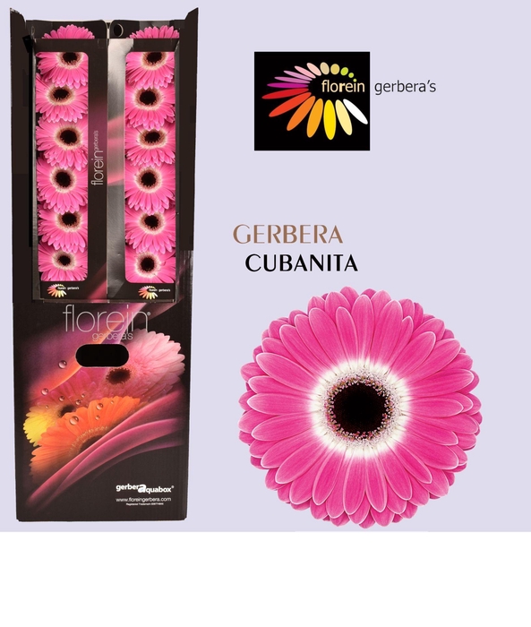 <h4>Gerbera aquabox cubanita</h4>