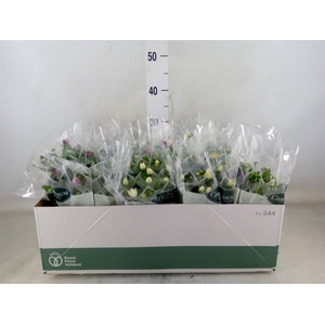 Chrysanthemum   ..mix 6