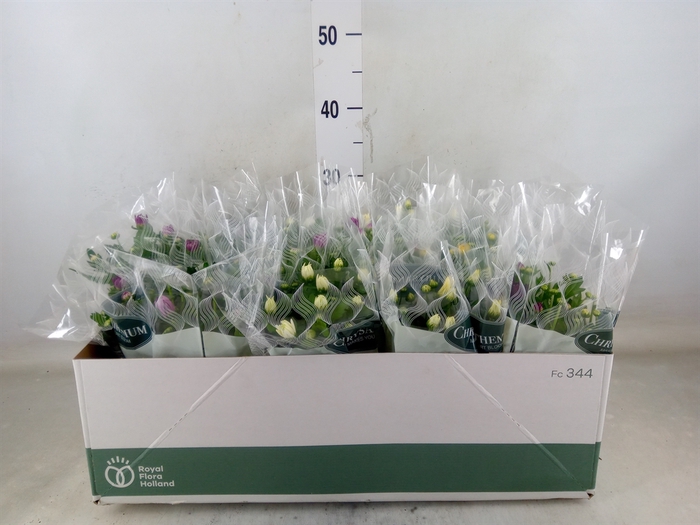 <h4>Chrysanthemum   ..mix 6</h4>