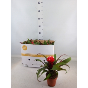 Guzmania  'Priscilla'