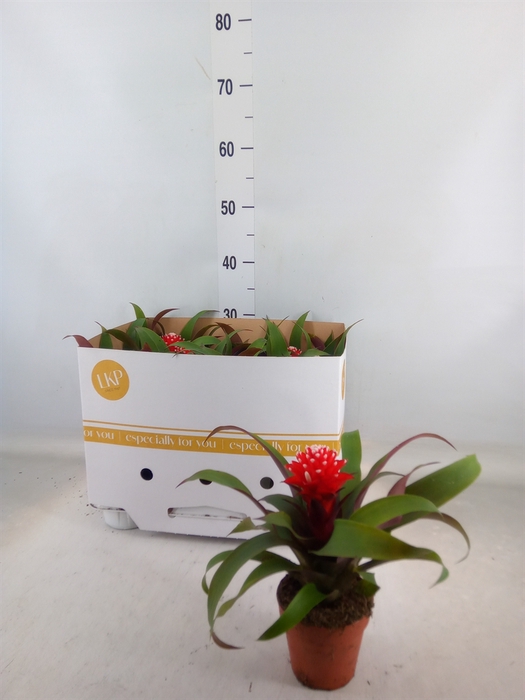 <h4>Guzmania  'Priscilla'</h4>