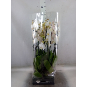 Phalaenopsis  'Ant Cambridge'