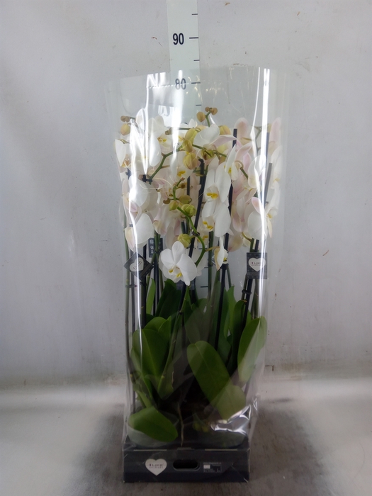 <h4>Phalaenopsis  'Ant Cambridge'</h4>