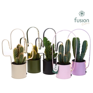 Zinken planter met verlichting Mix en Cactus
