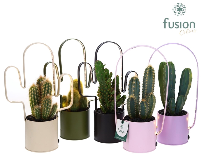 <h4>Zinken planter met verlichting Mix en Cactus</h4>