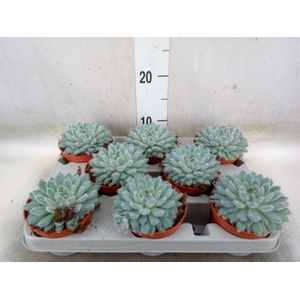 Echeveria setosa