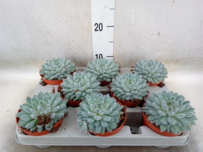 <h4>Echeveria setosa</h4>