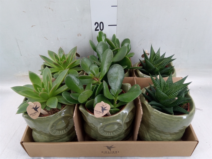 <h4>Succulents   ...mix 3</h4>