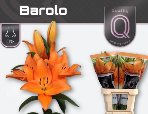<h4>LI LA BAROLO  5+</h4>