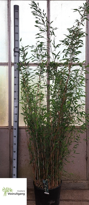 <h4>FARG VIKING</h4>