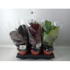 Calathea roseopicta   ...mix