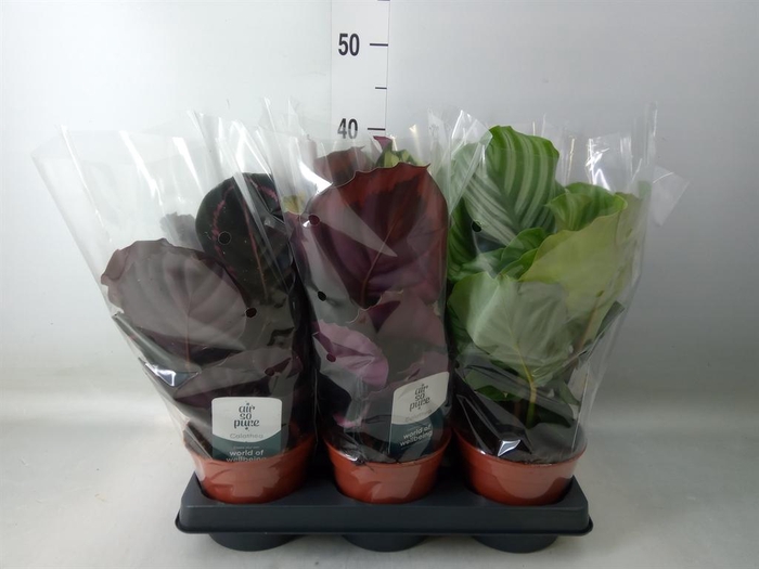 <h4>Calathea roseopicta   ...mix</h4>