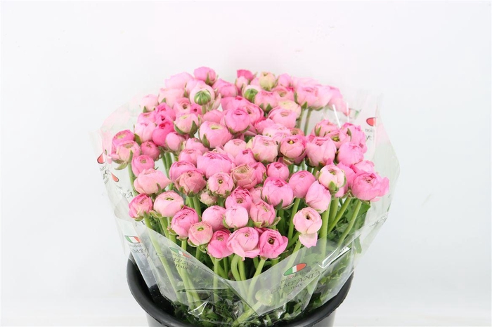 <h4>Ran Elegance Pink</h4>