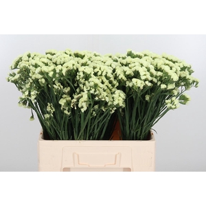 Limonium St Crystal Yellow