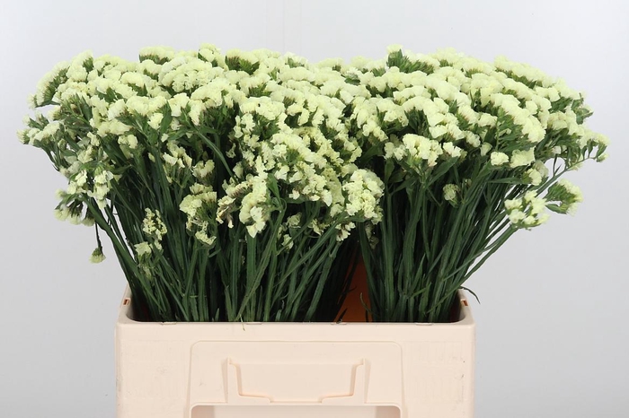 <h4>Limonium St Crystal Yellow</h4>