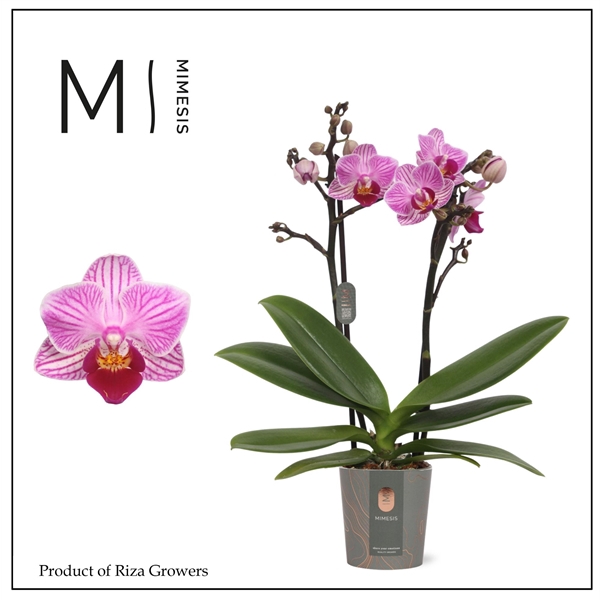 <h4>Mimesis Phal. Lotte - 2 spike 7cm</h4>