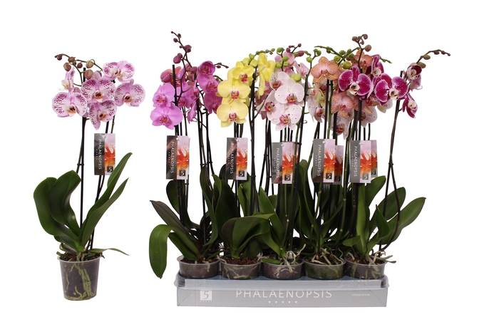 <h4>Phalaenopsis 7 color mix, 2-spike 18+</h4>