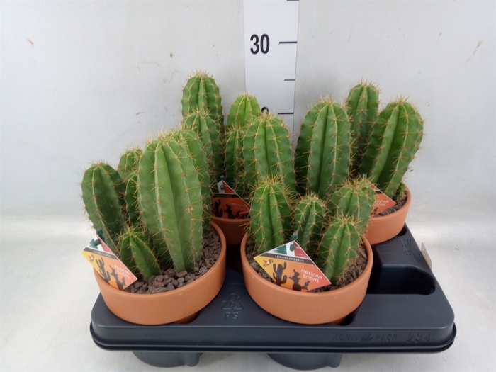 <h4>Cactus   ...</h4>