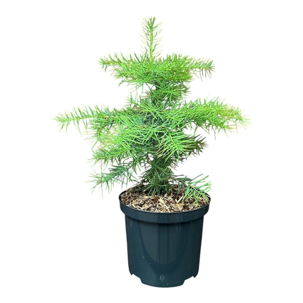 <h4>Abies concolor</h4>