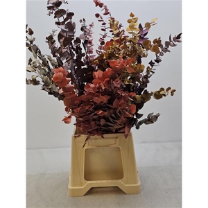 GESTABILISEERD EUC STUARTIANA MIX