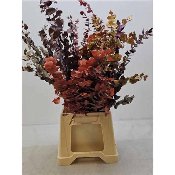 <h4>GESTABILISEERD EUC STUARTIANA MIX</h4>