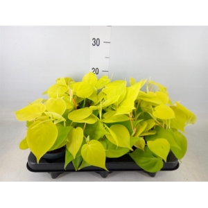 Philodendron scand. 'Lemon Lime'
