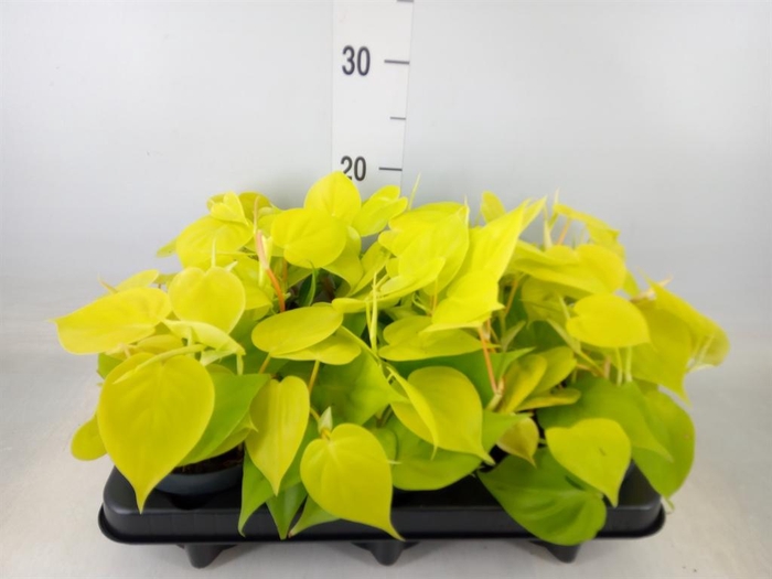 <h4>Philodendron scand. 'Lemon Lime'</h4>