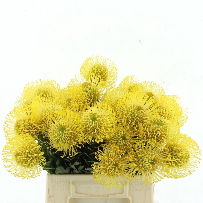 <h4>LEUCO CO HIGH GOLD</h4>