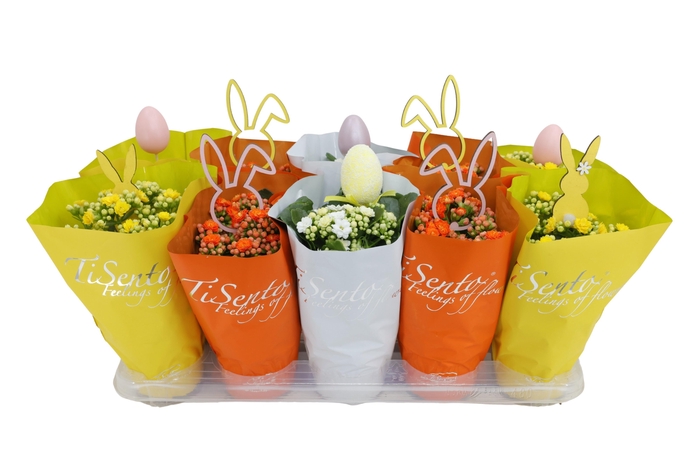 <h4>KAL GE GEM 3 KL</h4>